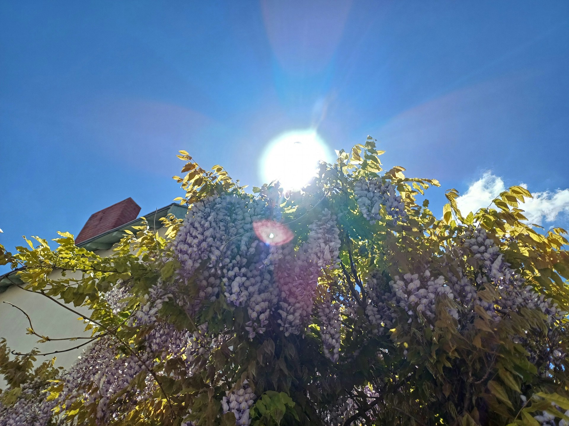 zonnetje-komt-door-in-de-tuin